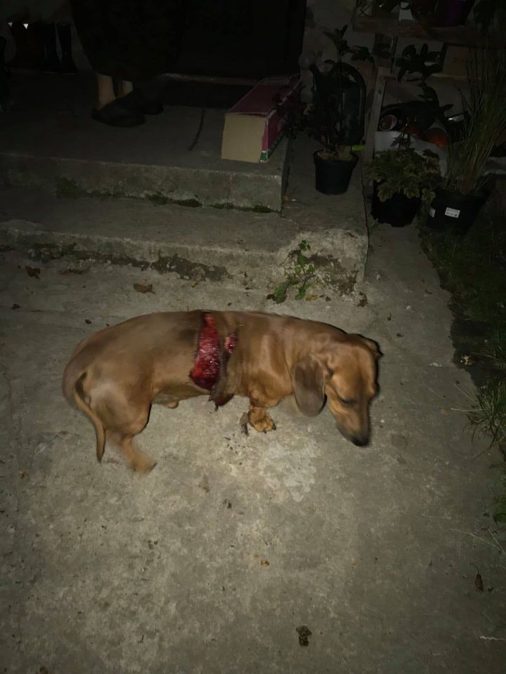 118798438 3204415209671986 2850742996411285572 o