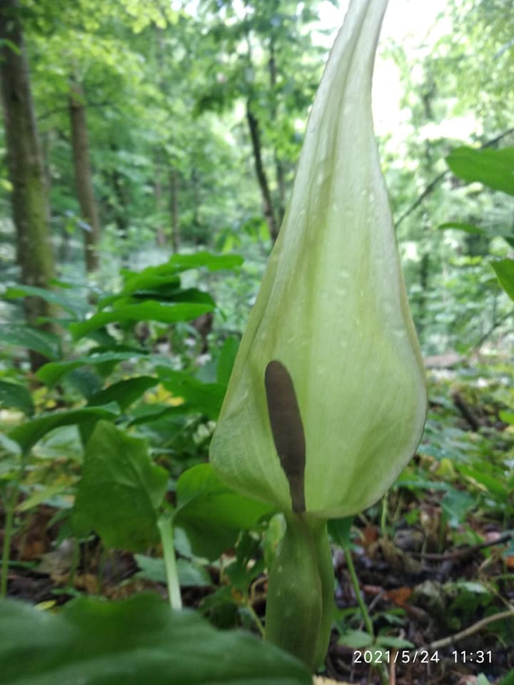 190854468 4355018291284838 1074688867790101608 n