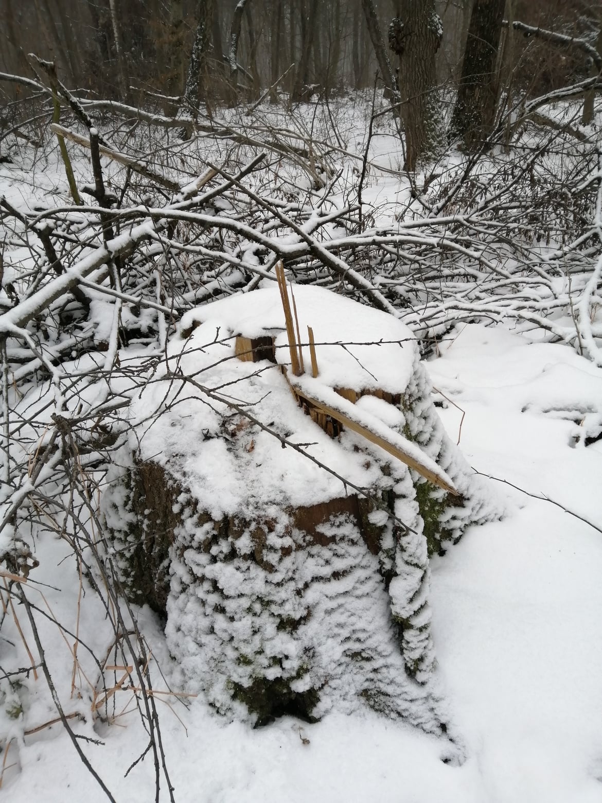 269809940 4594022050713868 3829205426998310852 n