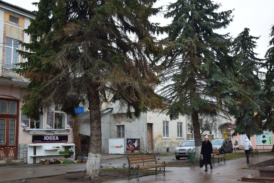 chortkiv_derevo.jpg