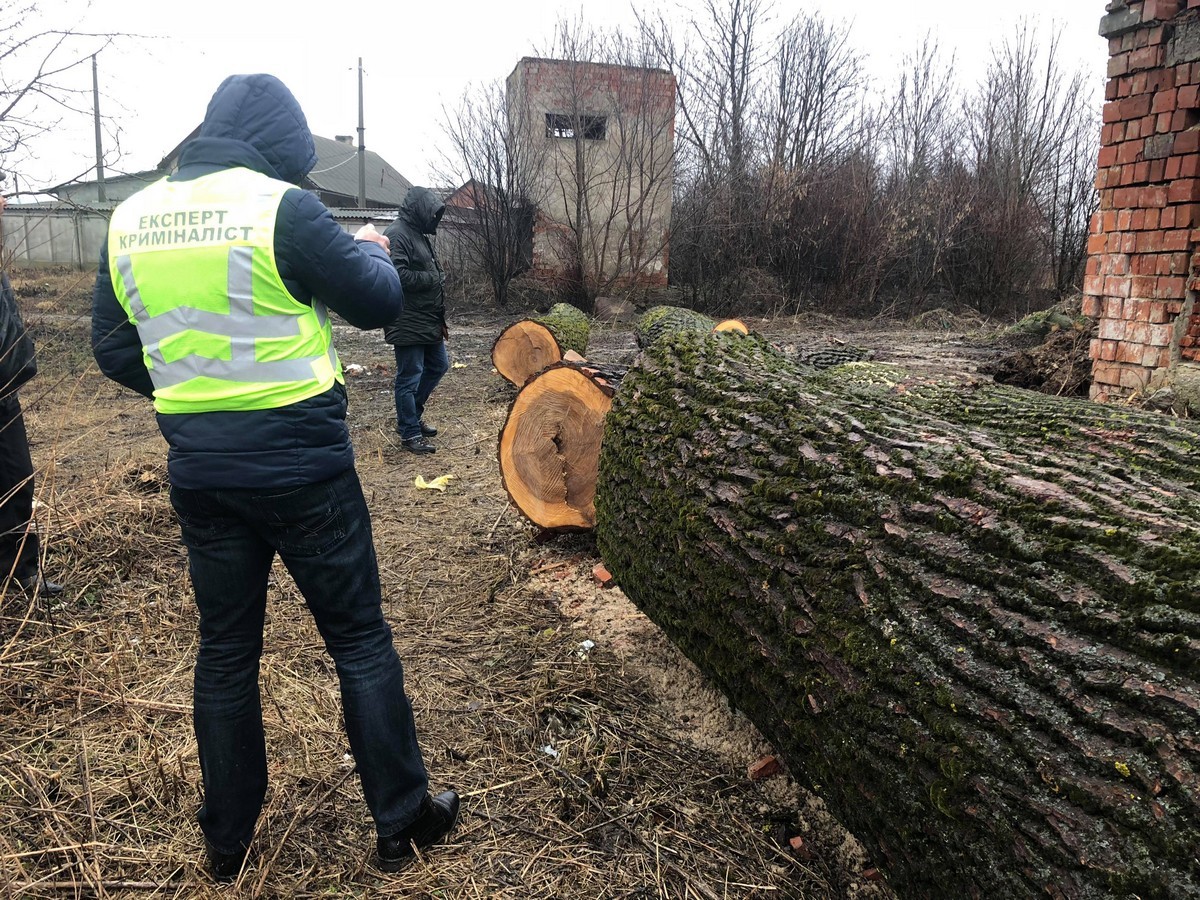 14.03 Horostkiv znajdene derevo 15