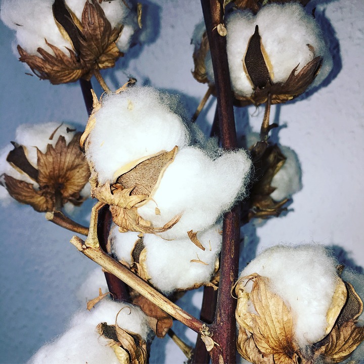 cotton-1817186_960_720.jpg