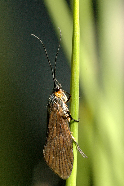 voloh1