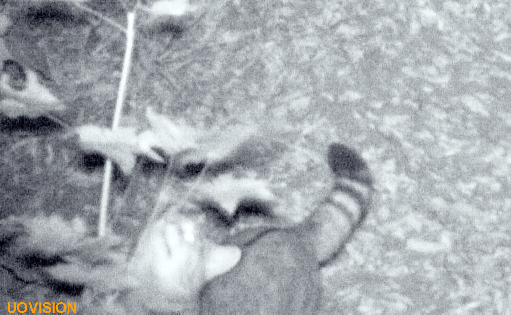 cat_lis2.jpg