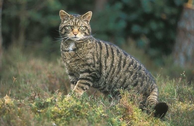 cat_lis23.jpg