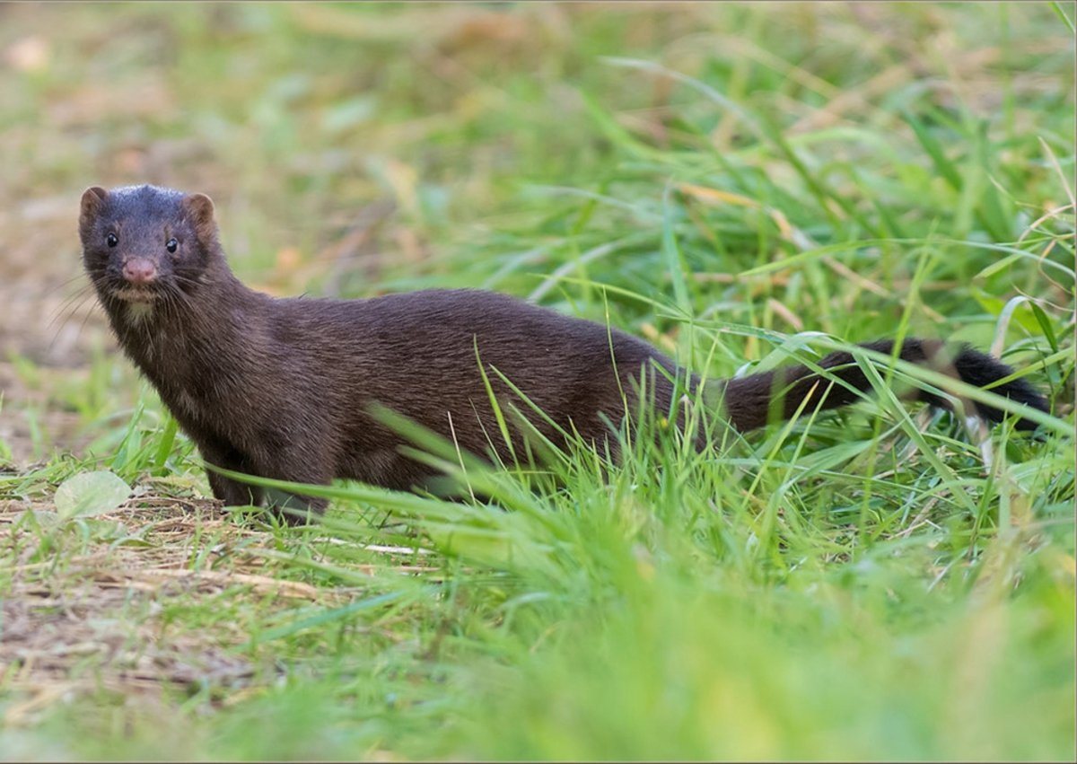 norka_ber13.jpg