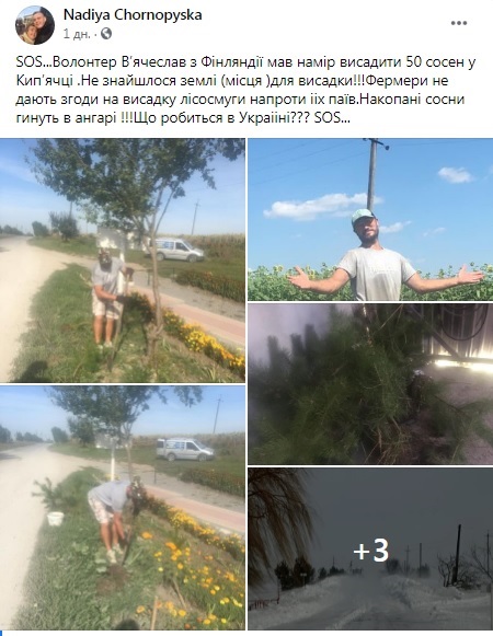 sosna21.jpg