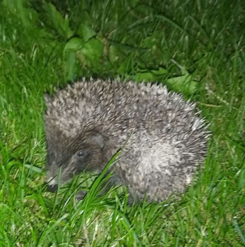 img 11ed882df24869175463e9de67d41e2e v 1 610cdc5953600