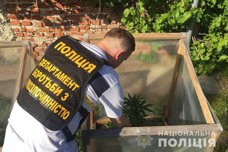 konoplia_smykivci1.jpg