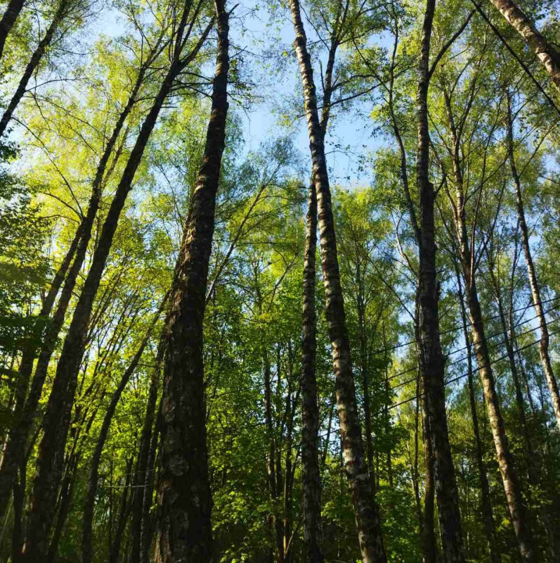 park-natsionalnogo-vidrodgennya-06_05_26---2.jpg