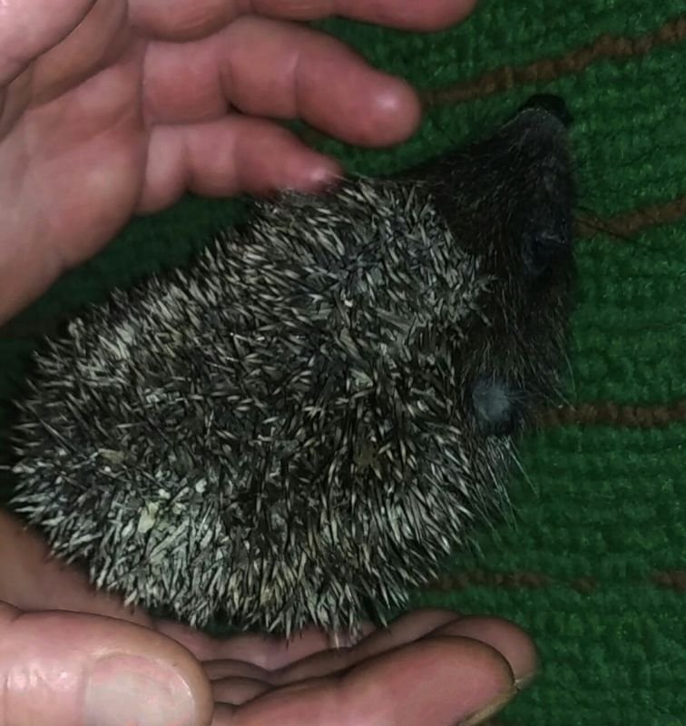 viberimage2021 08 0313 08 36 170 610cdc5b461a4