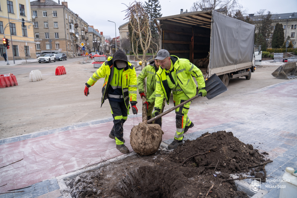 дерева_на_грушевського_23.12.25_-_1.jpg