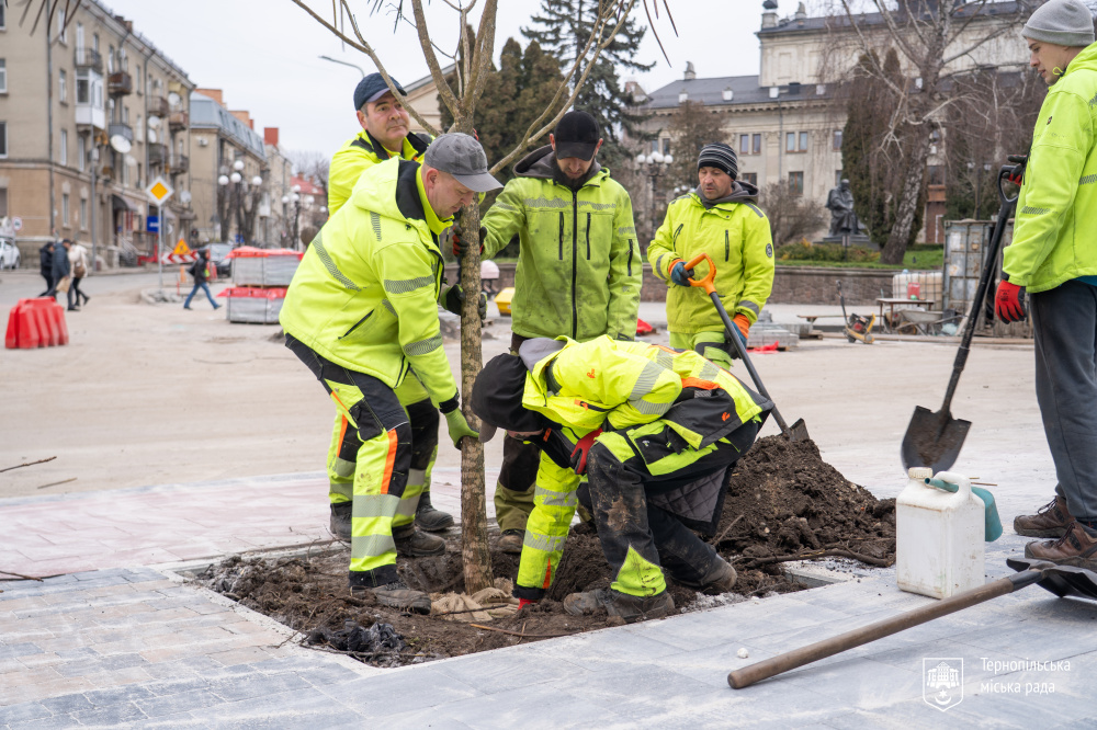 дерева_на_грушевського_23.12.25_-_4.jpg